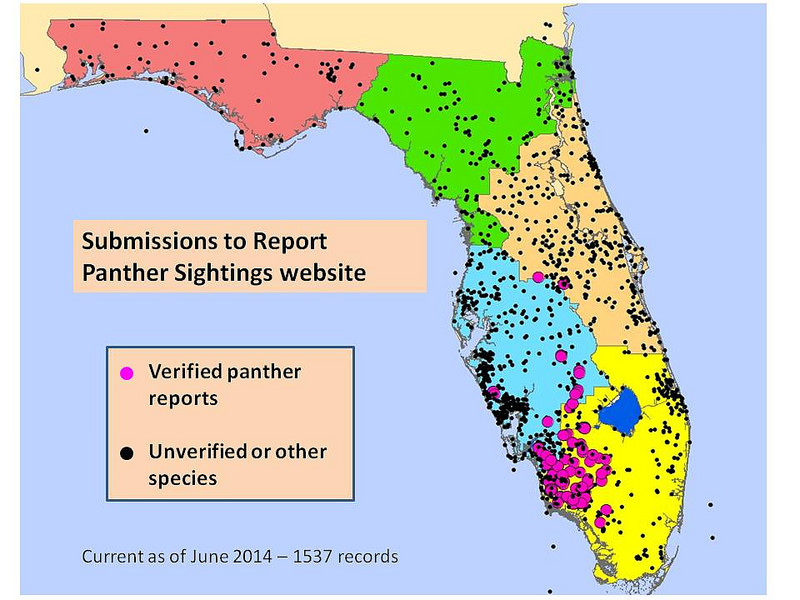 What's It Worth Florida panther and black bear tracking program